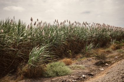 Extenso canavial sob céu nublado, com uma estrada de terra entre as plantações.